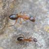 Camponotus pilicornis